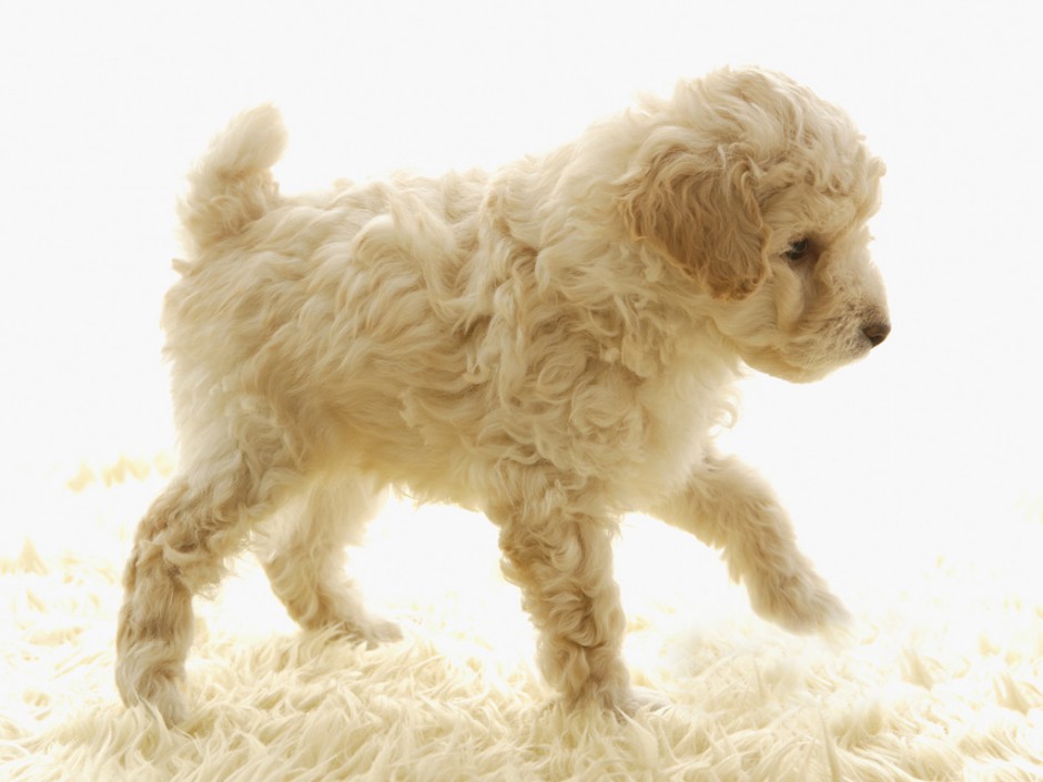 买萌小白狗图片 沉睡的白色贵宾犬