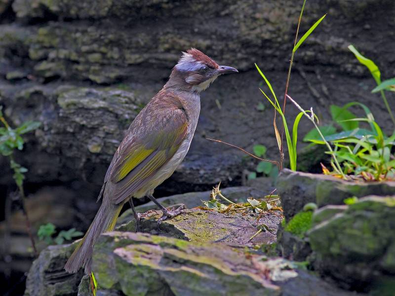 中国野生鸟类领雀嘴鹎图片