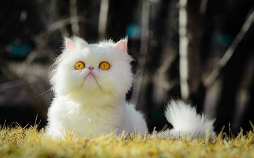 萌态十足的猫咪高清晰图片