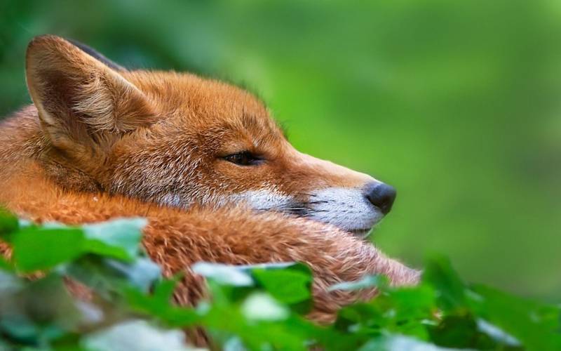 身手敏捷的狐狸高清图片欣赏