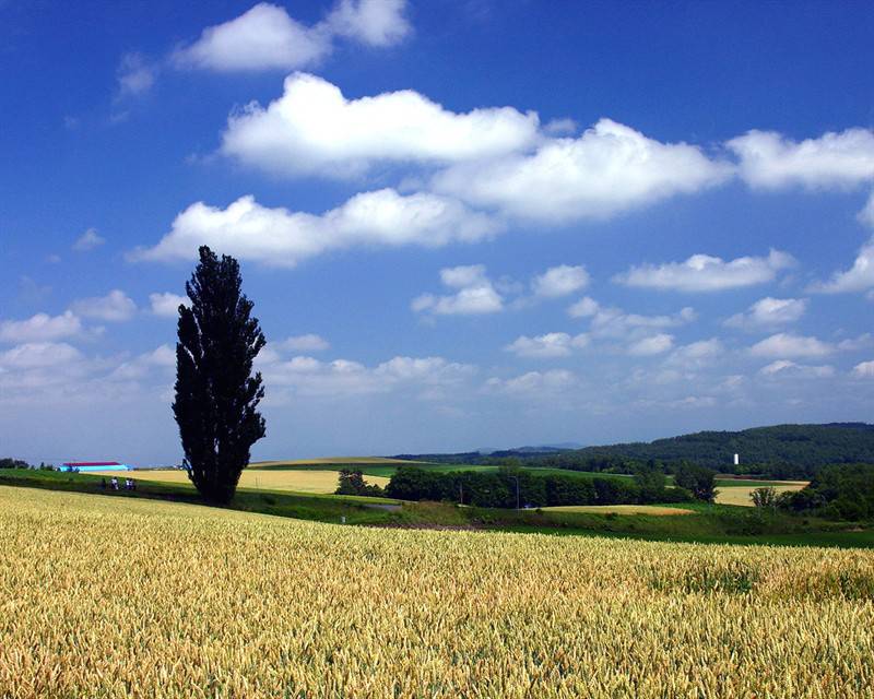 蔚蓝天空青葱平原护眼风景图片