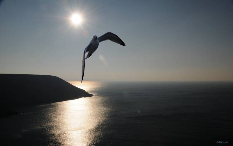 海面翱翔的海鸥高清组图