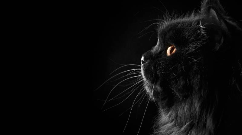 带有神秘气息的小黑猫高清动物壁纸
