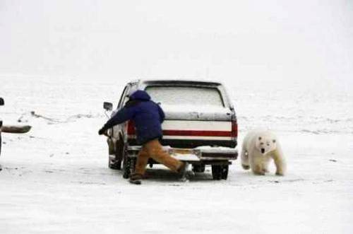 北极熊卖萌搞笑图片之看你往哪里跑
