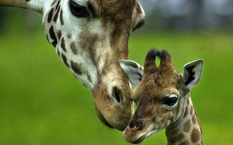 可爱动物长颈鹿精选图片