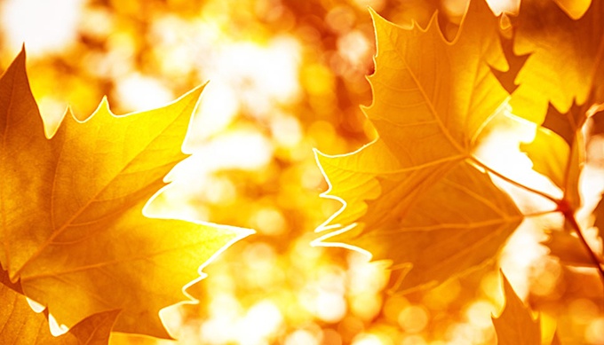 秋季阳光呈现金色枫叶唯美图片