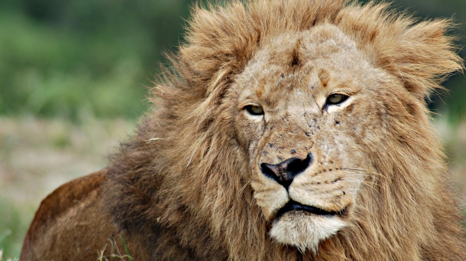 百兽之王非洲狮子高清摄影图片