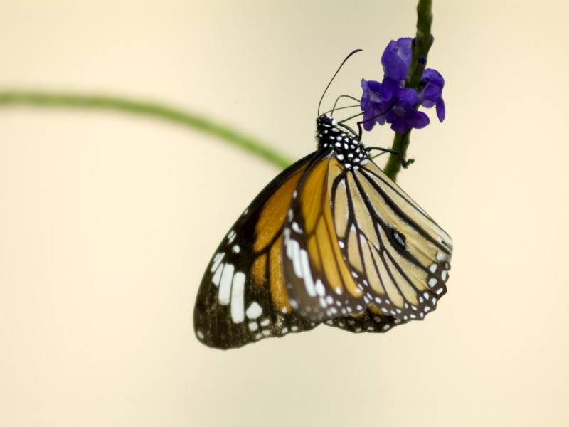 美丽的花蝴蝶高清动物图片