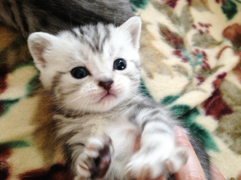 刚出生的小猫虎斑猫图片
