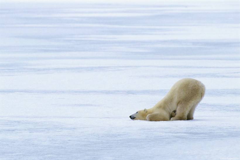 网友提供实拍北极熊图片