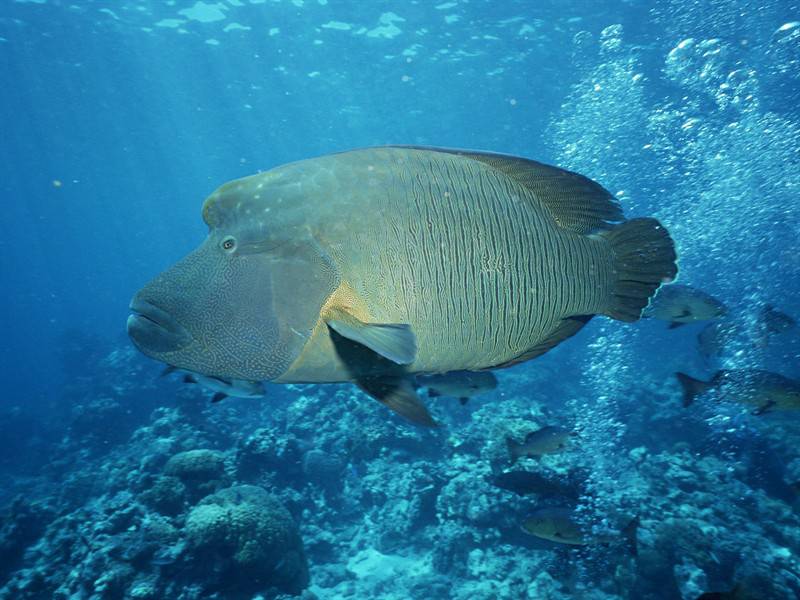 美丽石斑鱼海底世界海洋生物图片