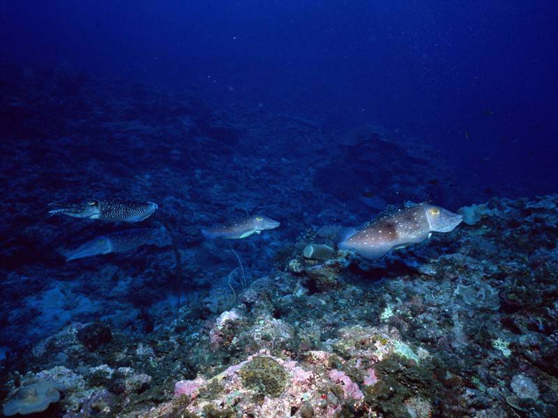 美丽石斑鱼海底世界海洋生物图片