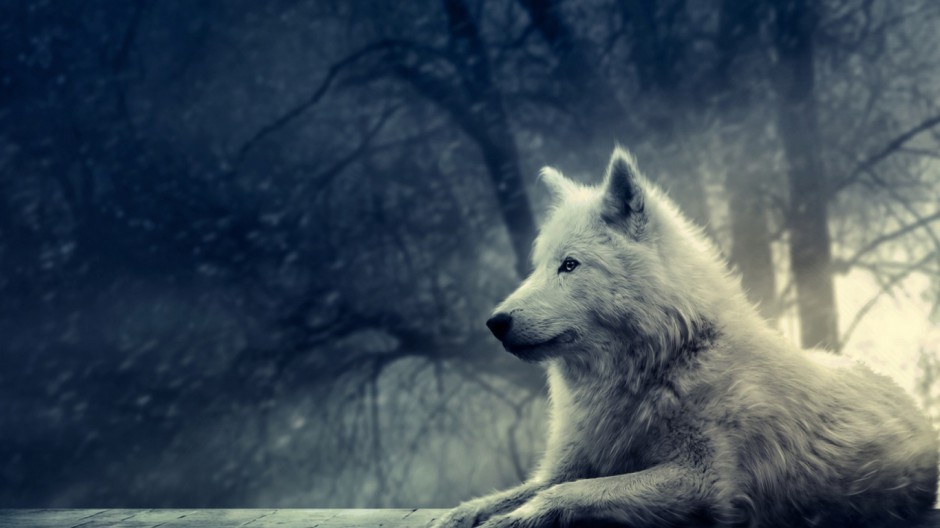 雪地飞奔的狼青雪狼图片