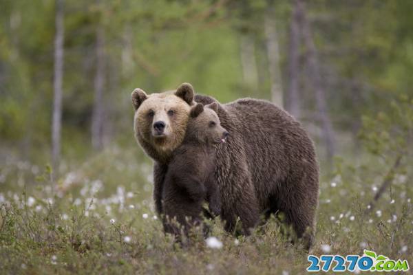 动物之间的感动场景