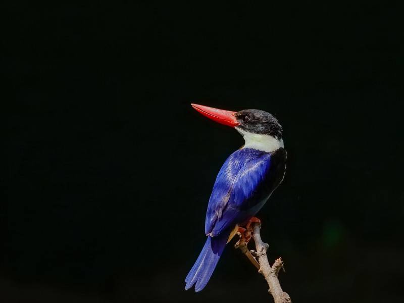机灵可爱的蓝翠鸟图片