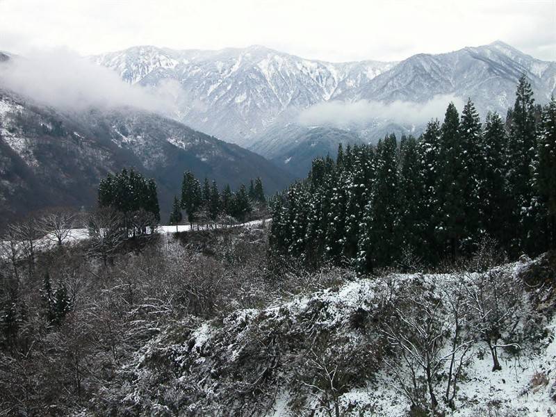 白雪覆盖的高山枯树雪景