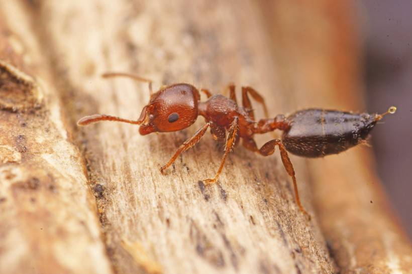 可爱的蚂蚁微距觅食图片