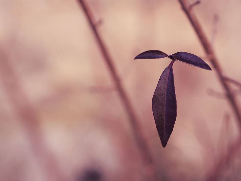 花红柳绿植物高清壁纸