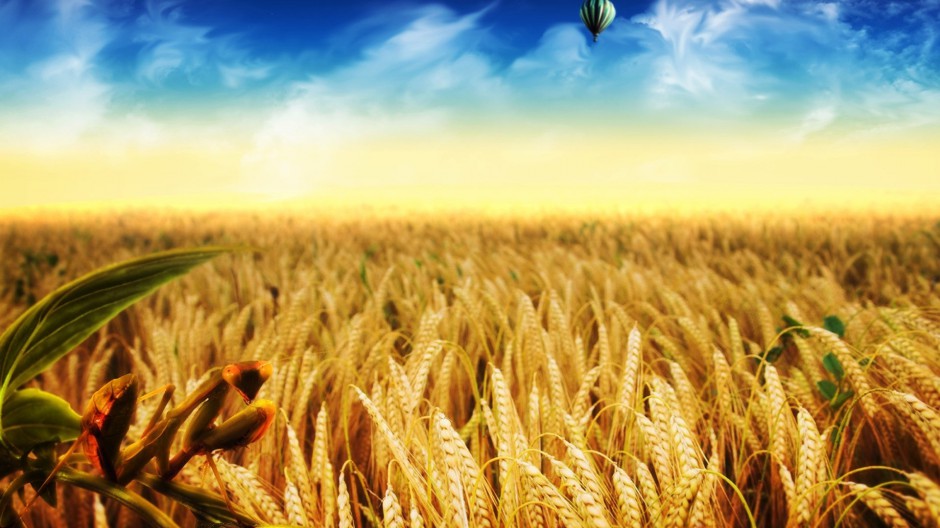 大型昆虫绿巨螳螂图片