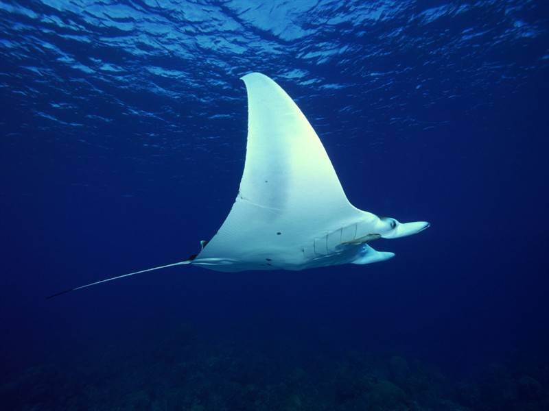 海底世界里那五颜六色的海洋生物