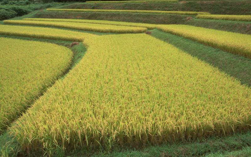 清新自然的水稻田组图欣赏