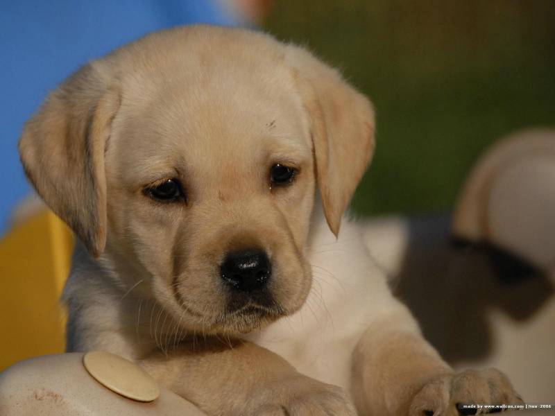 可爱萌宠拉布拉多幼犬壁纸