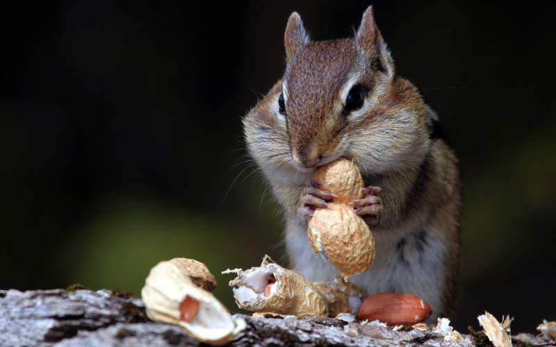 可爱的小松鼠吃东西高清图片