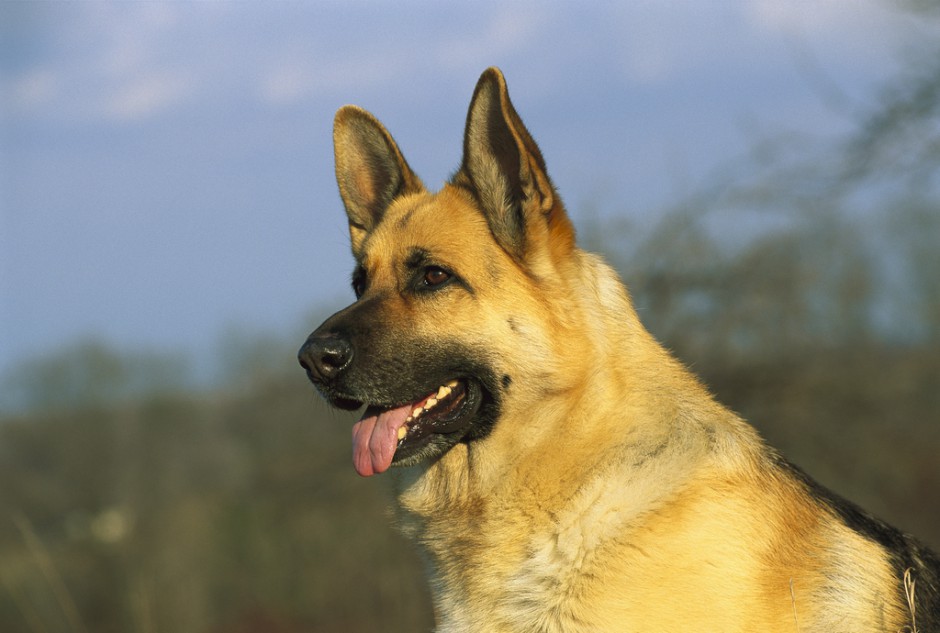 高大雄健的纯种德国牧羊犬图片