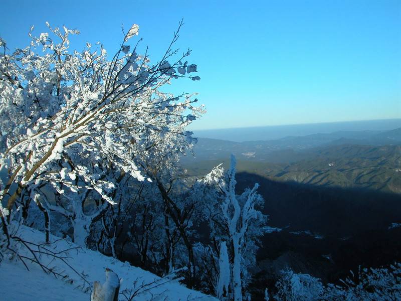 白雪覆盖的高山枯树雪景