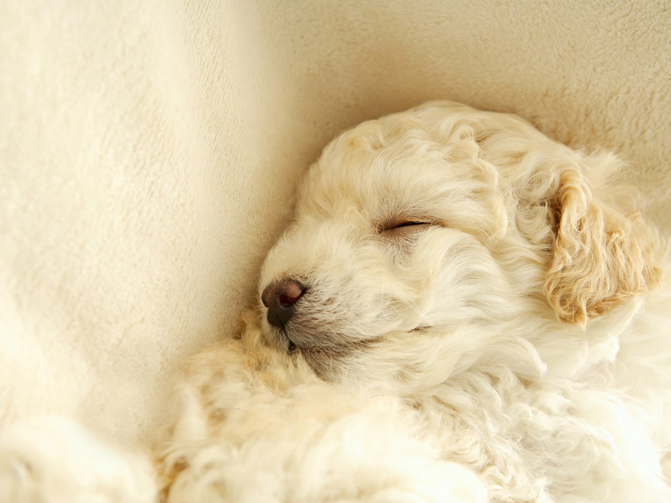 买萌小白狗图片 沉睡的白色贵宾犬