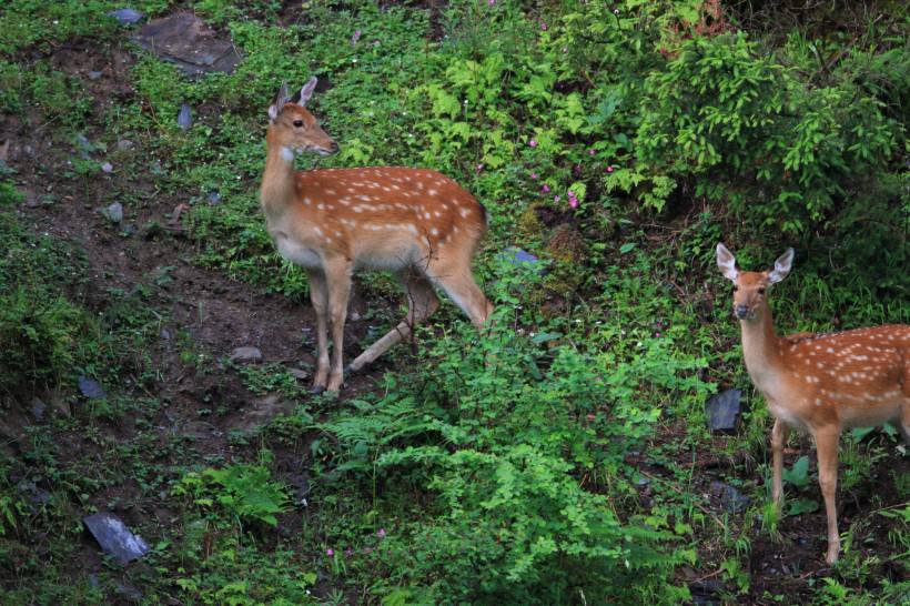 梅花鹿图片唯美森林动物壁纸