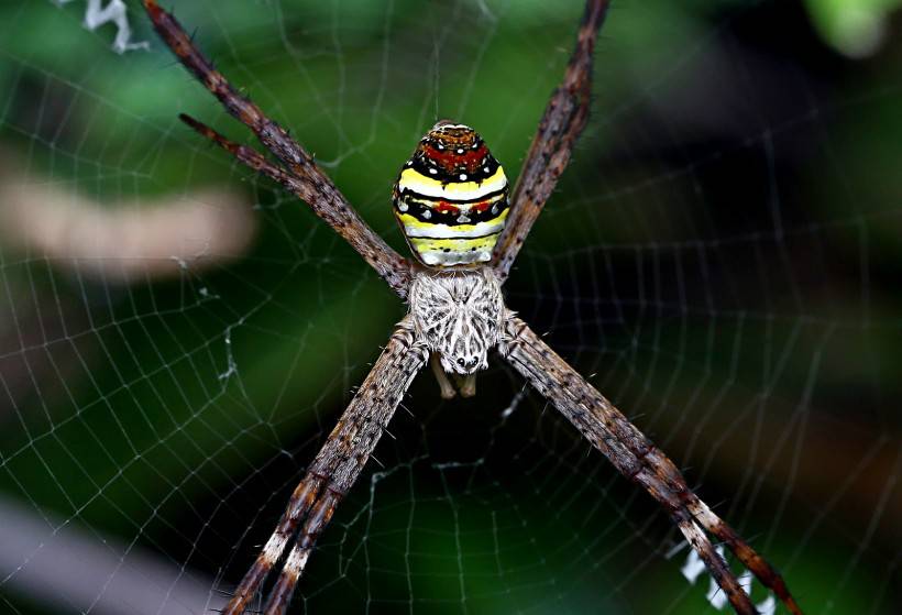 彩色可爱的蜘蛛高清图片