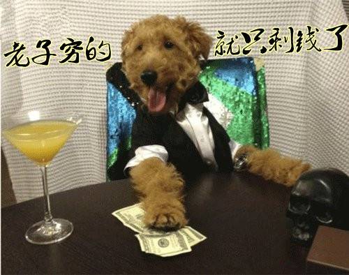 创意搞笑动物文字图片精选