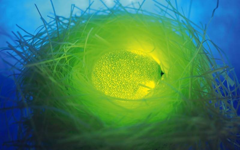 另类光照高清水果图片（下）