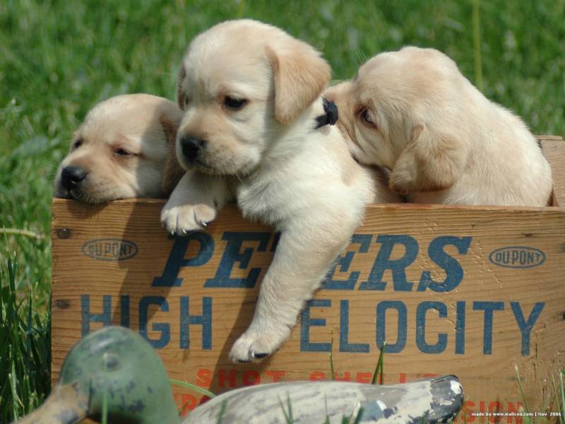 可爱萌宠拉布拉多幼犬壁纸