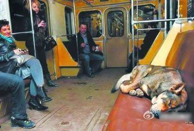 qq聊天搞笑吐槽图片之会坐地铁的狗