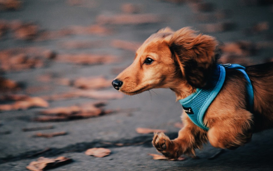 小型腊肠犬图片俏皮写真集锦