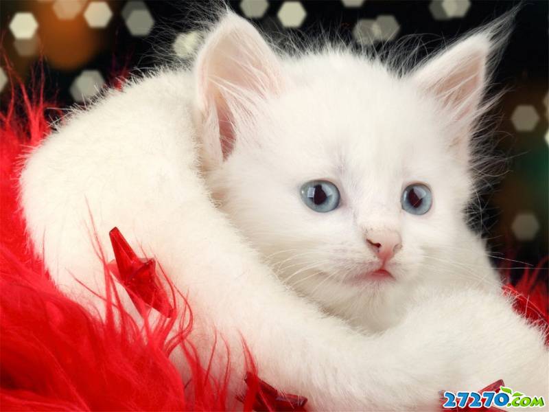 白色可爱小猫咪图片