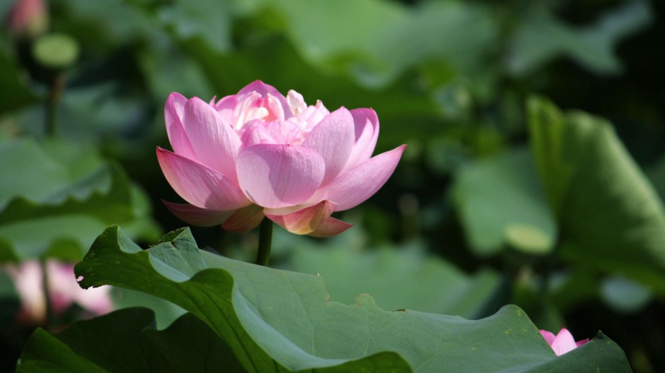 美丽荷花公园夏天风景图片