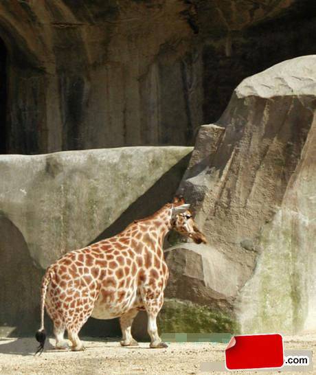 史上最肥的长颈鹿