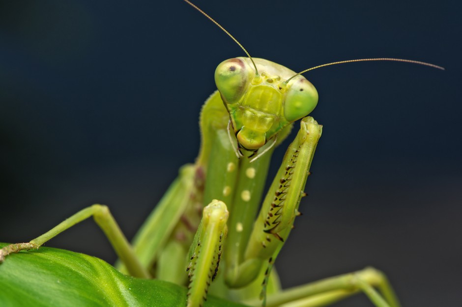 昆虫王者凶悍的螳螂高清图片