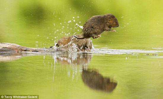 田鼠跳入水中图片大全可爱