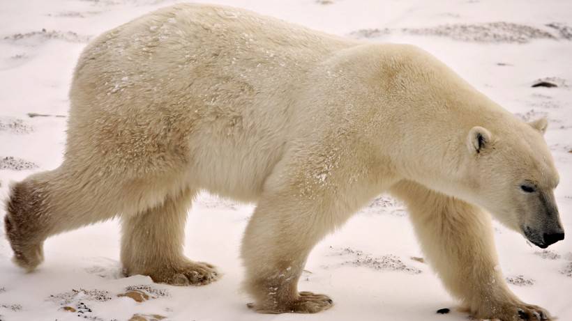 冰雪世界里的小北极熊图片