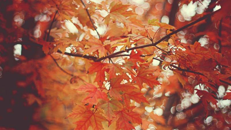 秋天落叶飘飘高清风景壁纸
