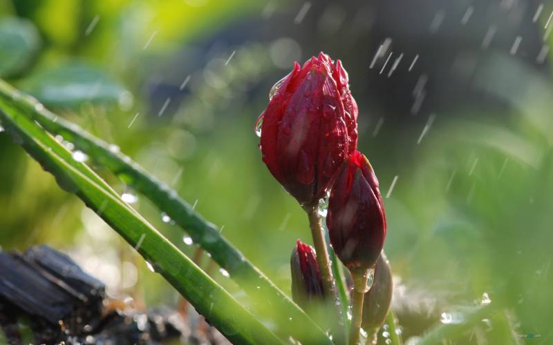 夏日风雨飘摇唯美桌面高清壁纸