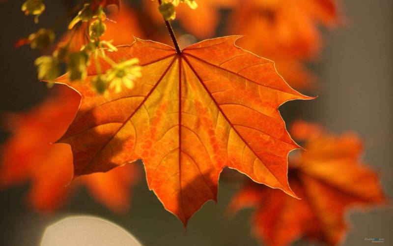 秋天的颜色唯美高清图片