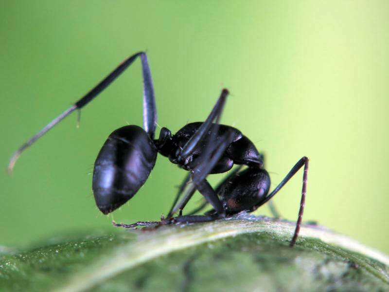 黑色超大的蚂蚁摄影图片