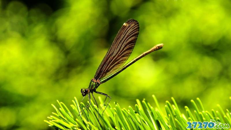 特写夏天美丽的蜻蜓
