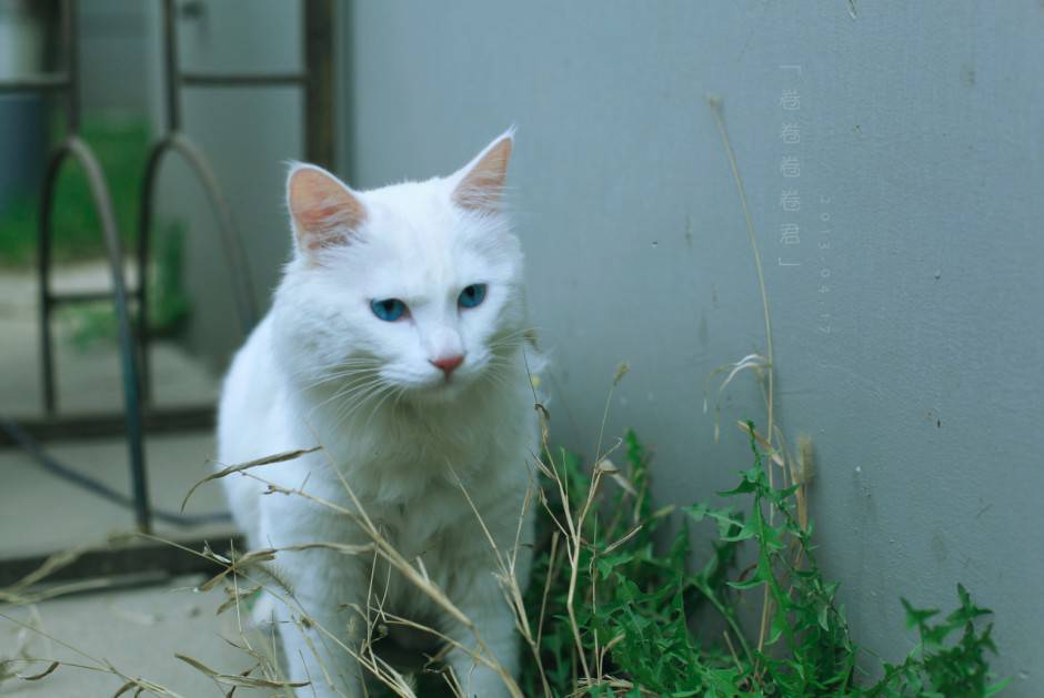 招人喜爱的蓝眼白猫的图片