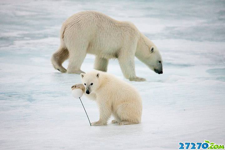 北极熊生存现状：气候变化构成致命威胁